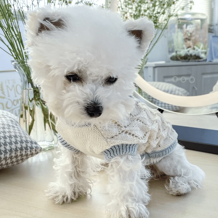 Cute Knitted Bow Sweater - PawPlaza