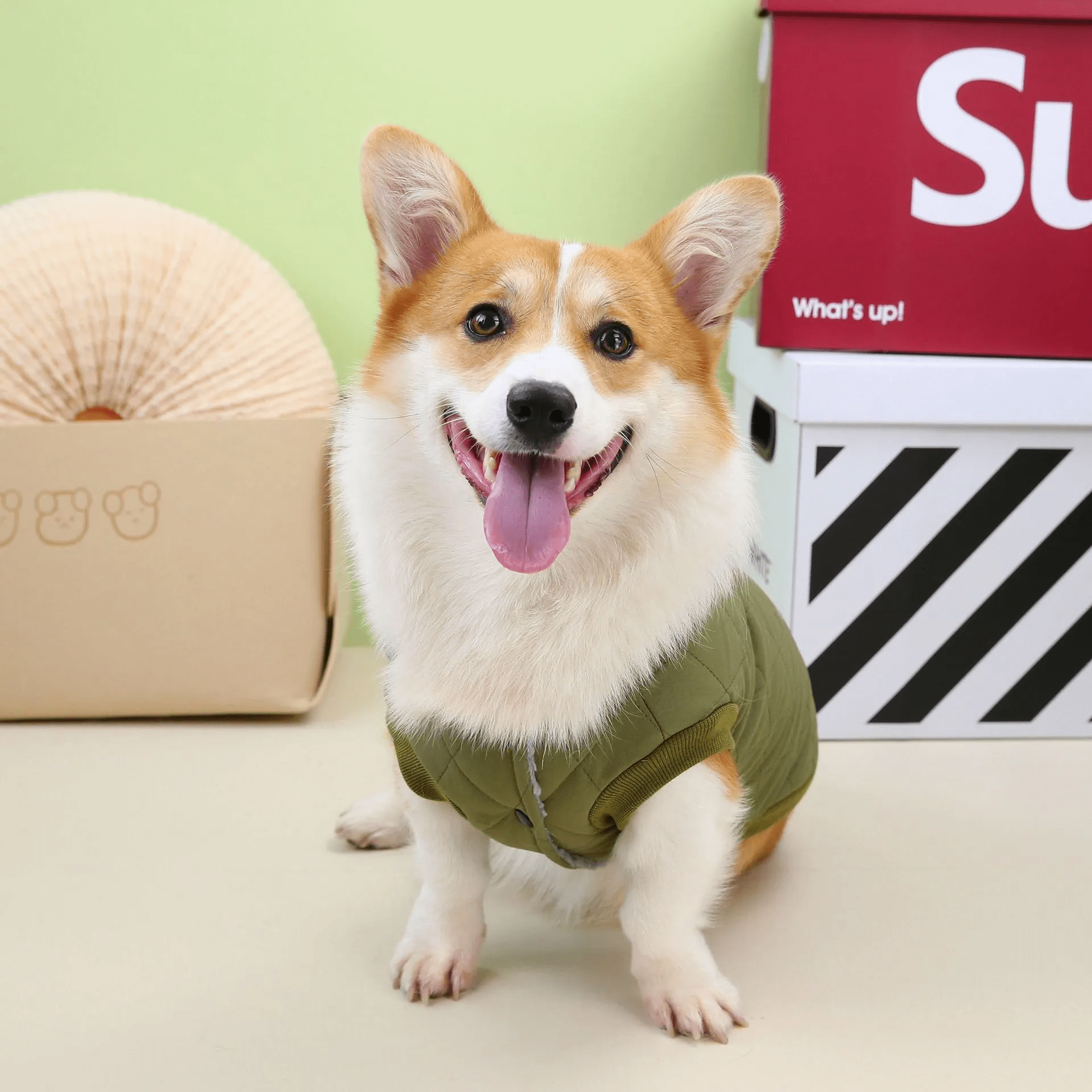 Dachshund Corgi Argyle Cotton - Padded Vest - PawPlaza