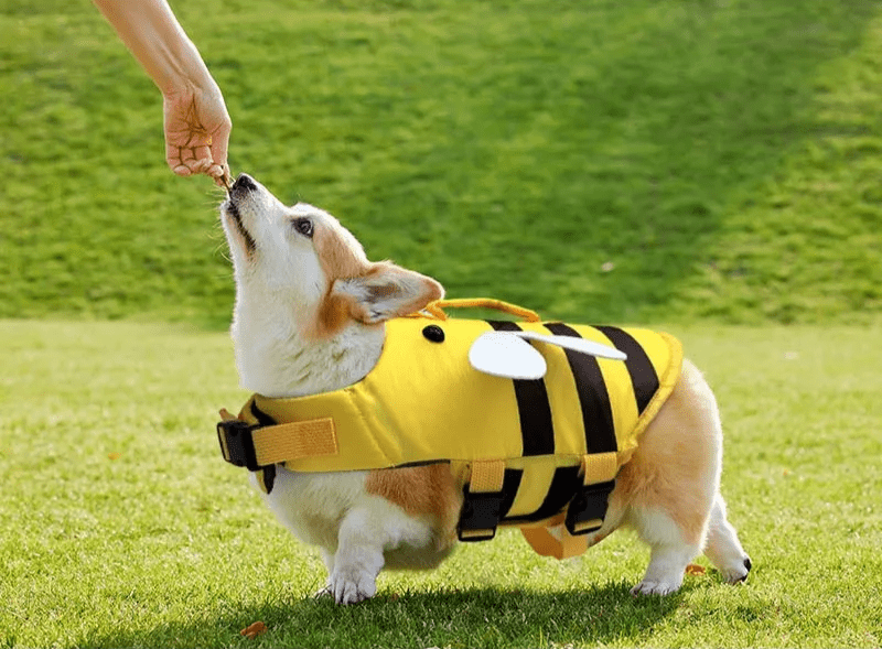 Honey Bee Dog Life Jacket - PawPlaza