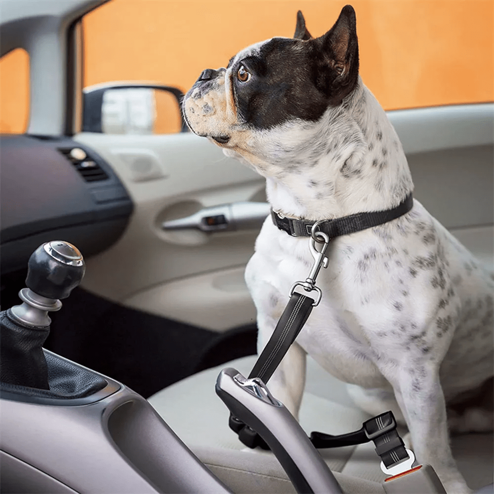 Pet Elastic Car Seat Belt - PawPlaza