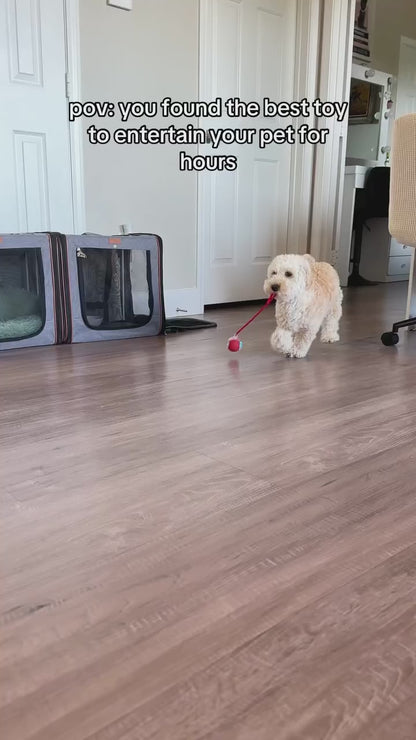 SpinBuddy™ Auto-Roll Tug Ball