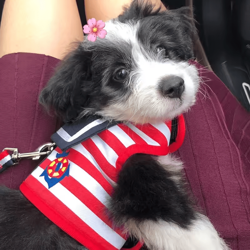Sailor Snuggles Harness - PawPlaza