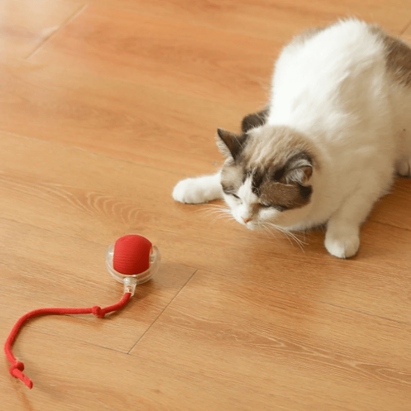 SpinBuddy™ Auto - Roll Tug Ball - PawPlaza