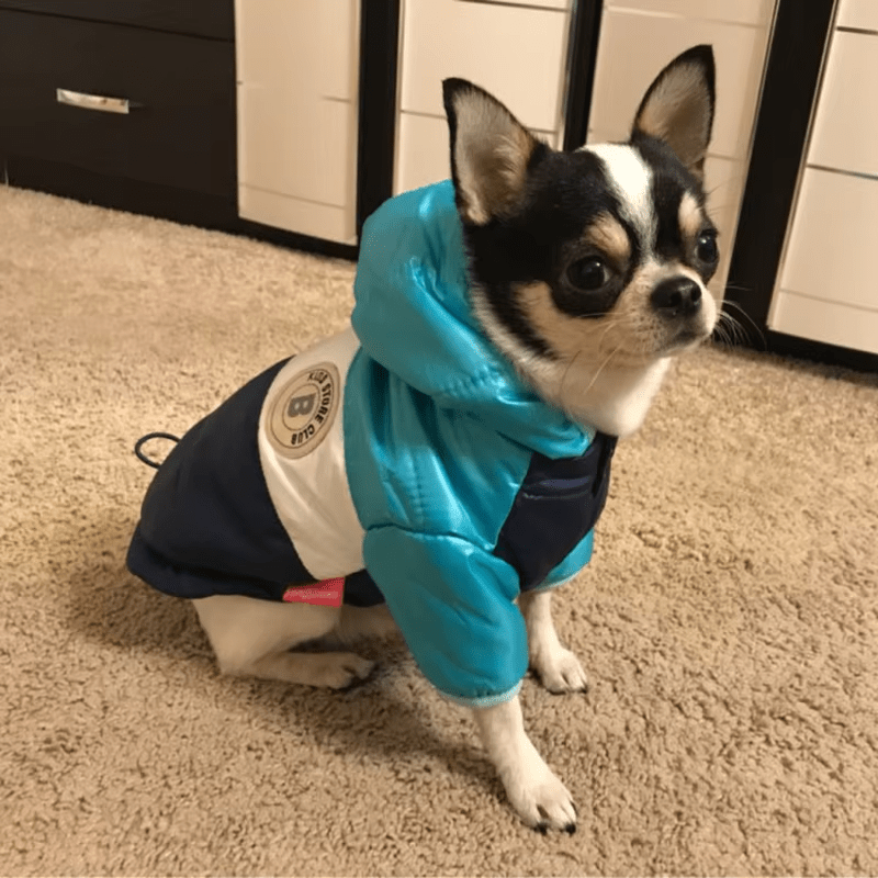 Sugar Pop Cotton - Padded Puffer Jacket - PawPlaza
