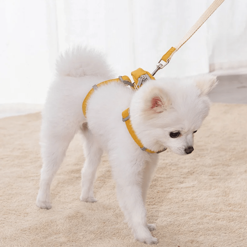 Tiny Star Backpack Harness - PawPlaza