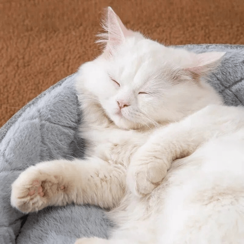 Totoro Cat House - PawPlaza